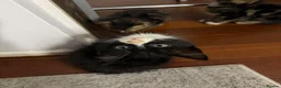 Mixed Breed cats for sale: Adorable Kittens Ready for Their Forever Homes🐾 - Advert 31