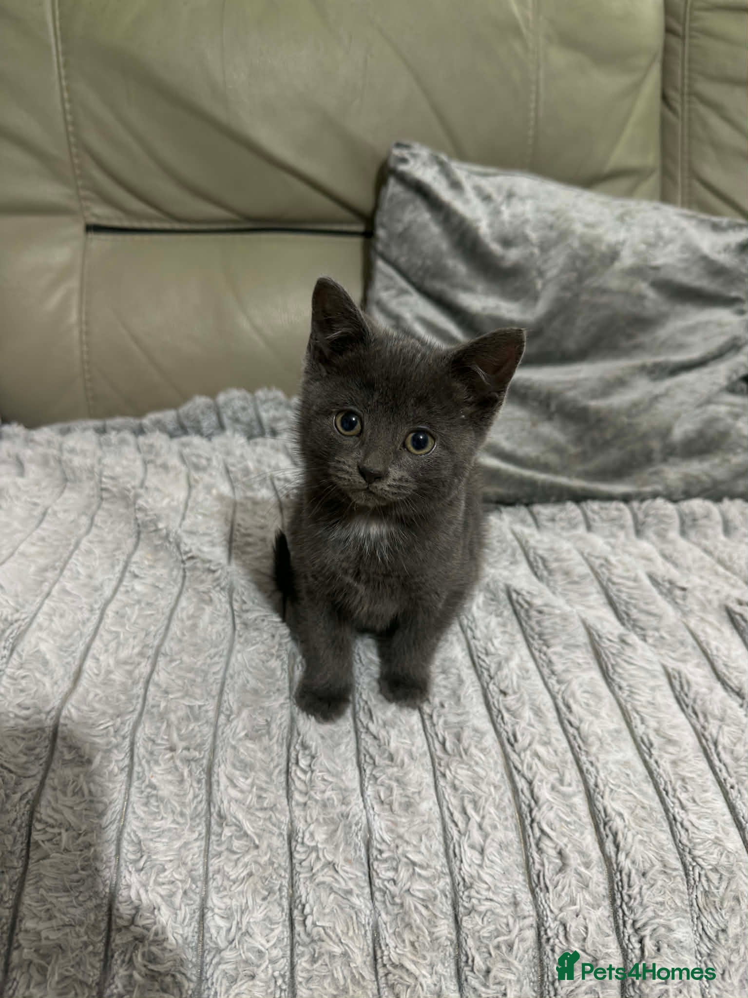 British Shorthair cats 1 beautiful grey British shorthair kitten left  - Advert 17