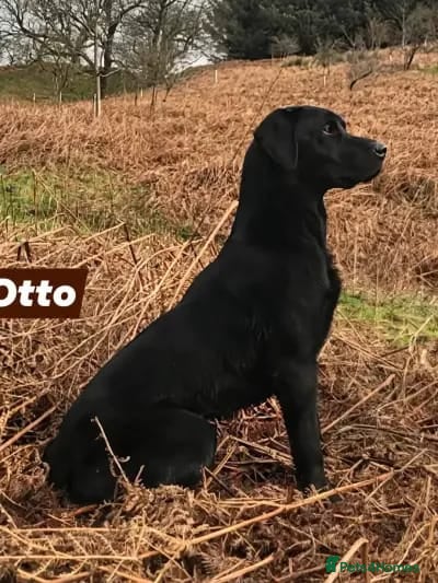 Labrador Retriever dogs for sale: KC Reg Black Labrador Pups, FT Ch Bred - Advert 10
