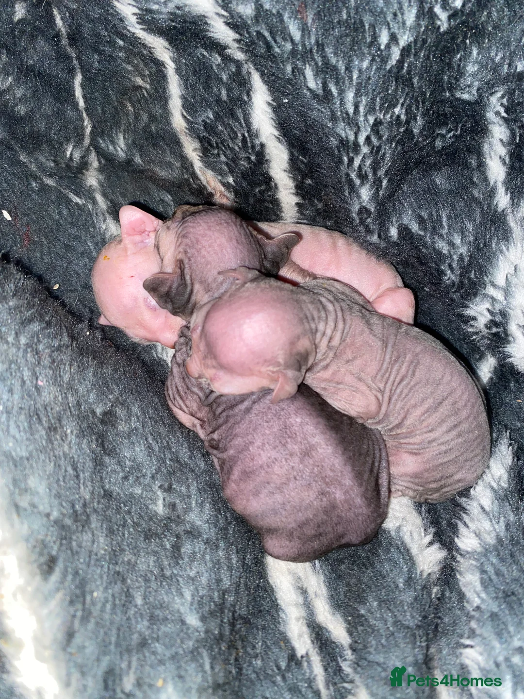 Sphynx cats for sale: Natalie howarth  - Advert 3