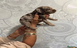 Cockapoo dogs for sale: Stunning litter of F1 Yankee doodles - Image 15