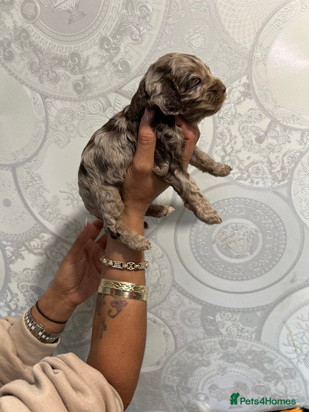 Cockapoo dogs for sale: Stunning litter of F1 Yankee doodles - Image 15