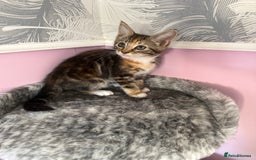 Mixed Breed cats for sale: Mixed breed kittens  - Image 4