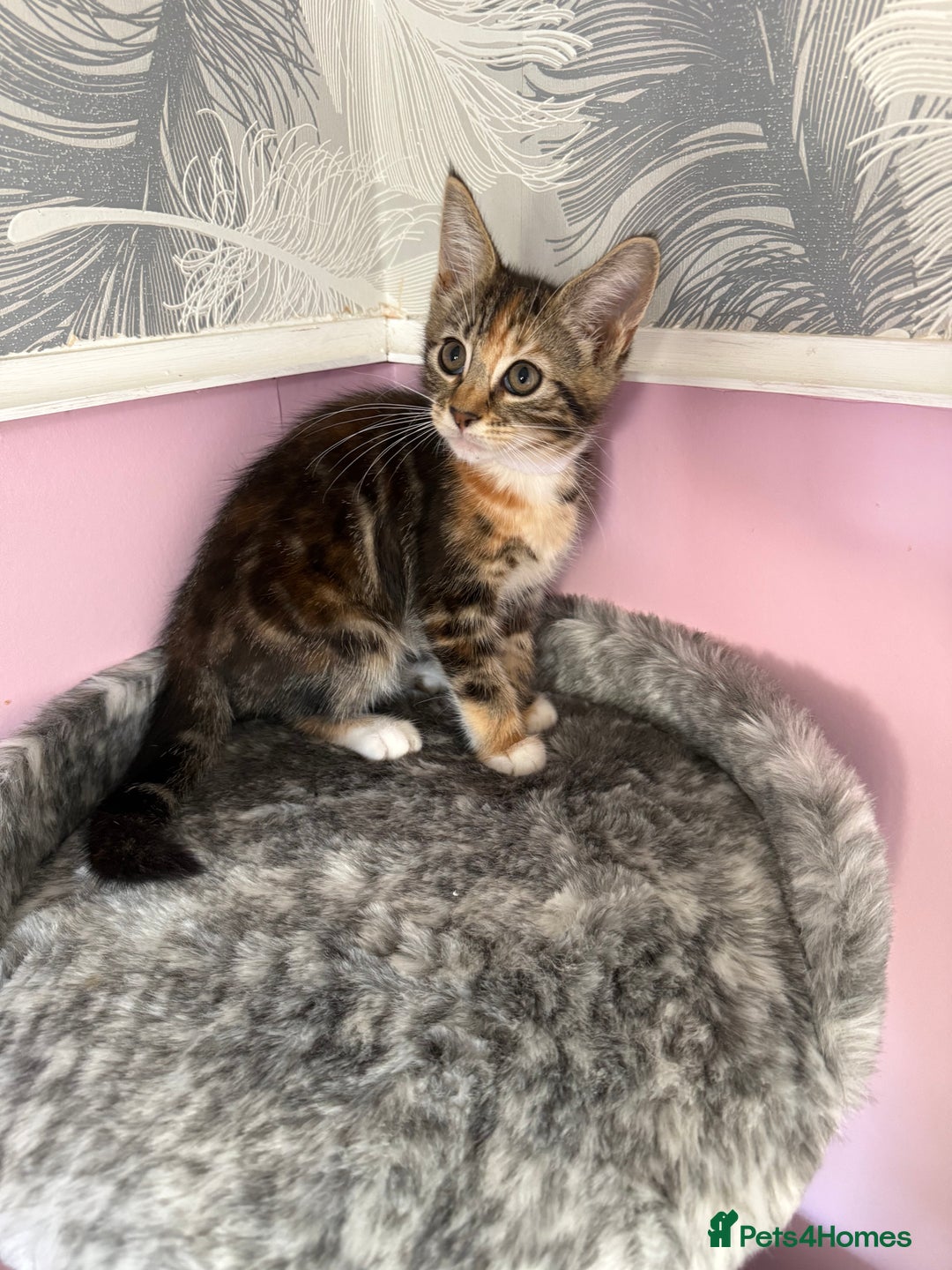 Mixed Breed cats for sale: Mixed breed kittens  - Image 4
