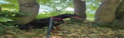 Dobermann dogs for sale: Shadow 2year old in Birmingham - Advert 7