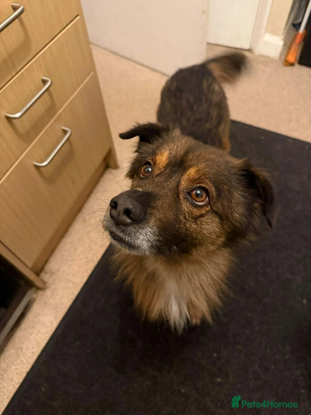 Mixed Breed dogs for adoption: RUSTY - Advert 2