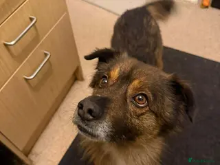 Mixed Breed dogs RUSTY - SWEETEST SURVIVOR - Advert 15