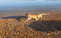 German Shepherd dogs for sale: German shepherd puppies  - Image 2