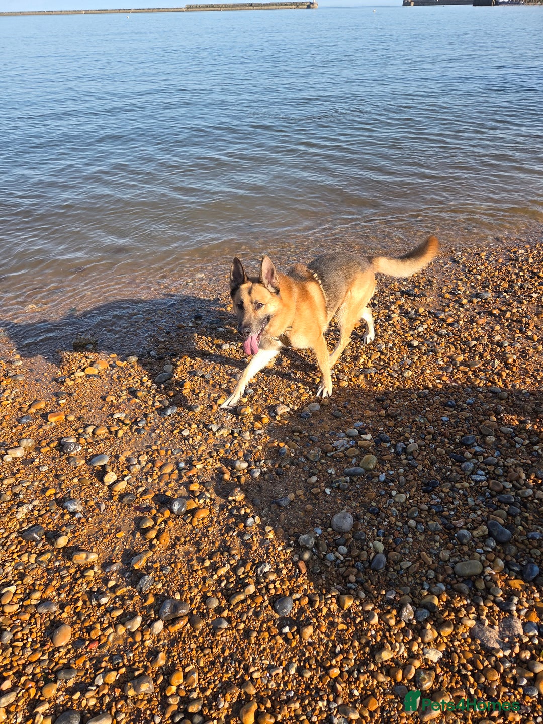 German Shepherd dogs for sale: German shepherd puppies  - Image 2