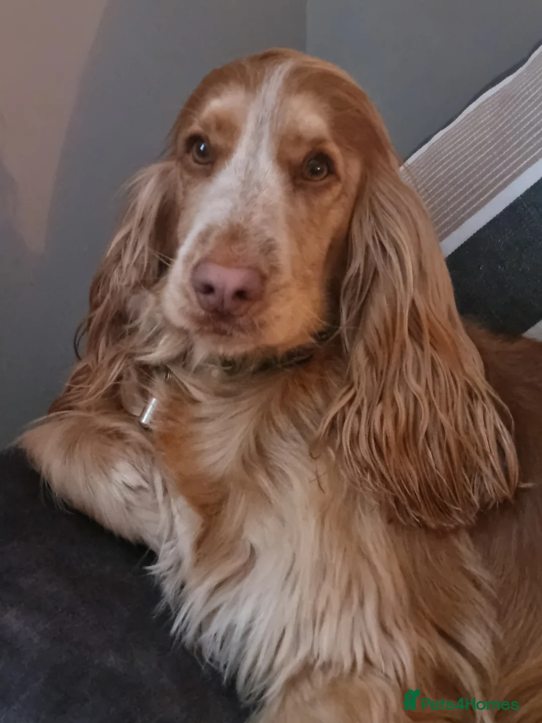Cocker Spaniel dogs for sale: KC Registered Show cockers  in Doncaster - Advert 2