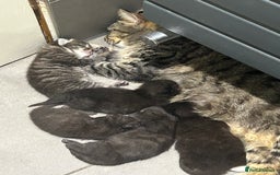 Mixed Breed cats for sale: Beautiful mixed kittens  - Image 7