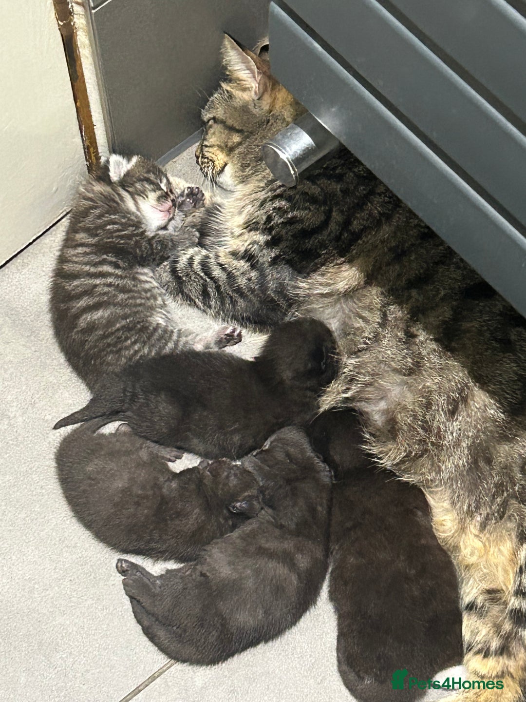 Mixed Breed cats for sale: Beautiful mixed kittens  - Image 7