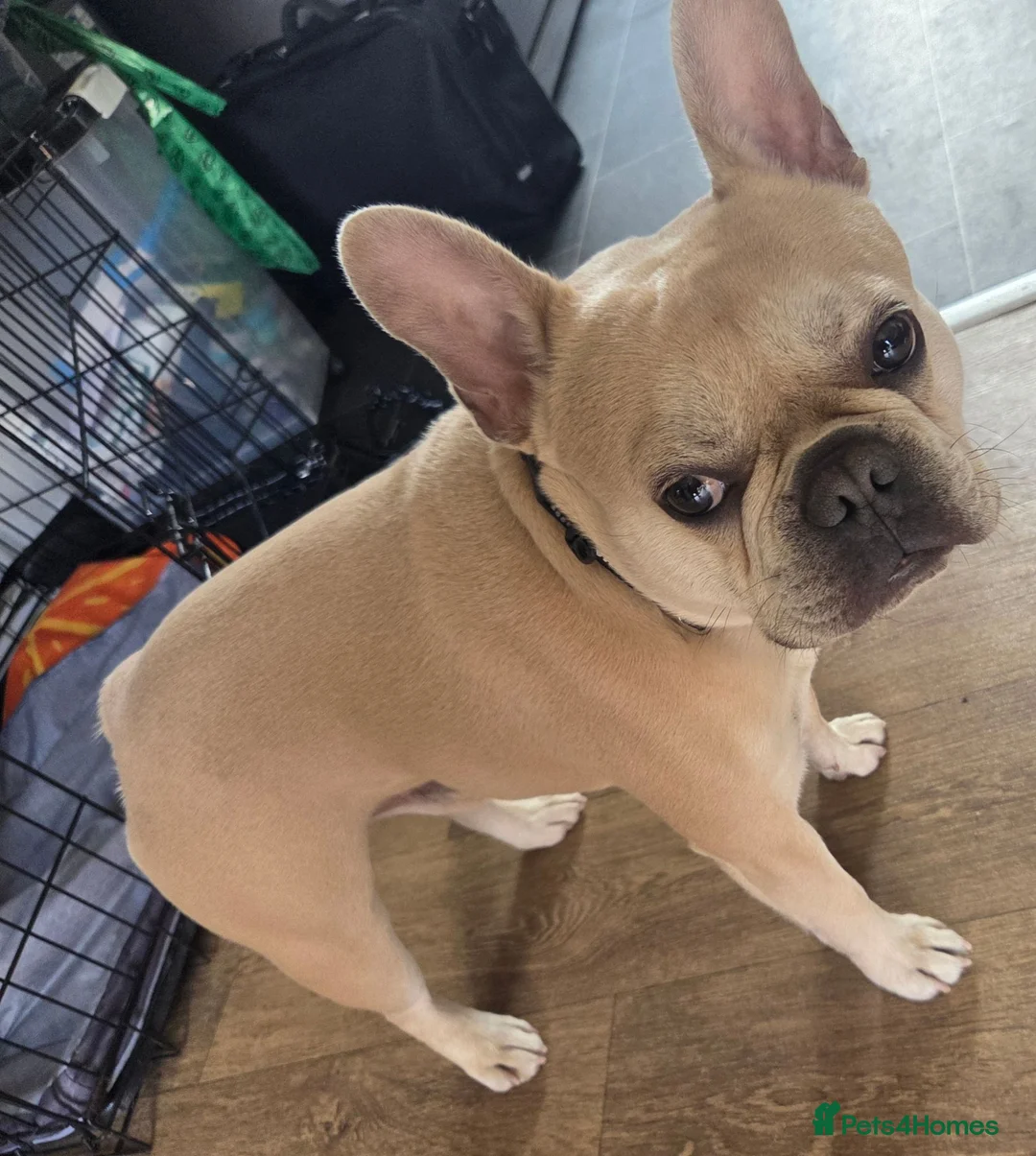 French Bulldog dogs for stud: Male french bulldog for stud  - Advert 4