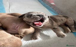 French Bulldog dogs for sale: French bulldog puppies - Image 11