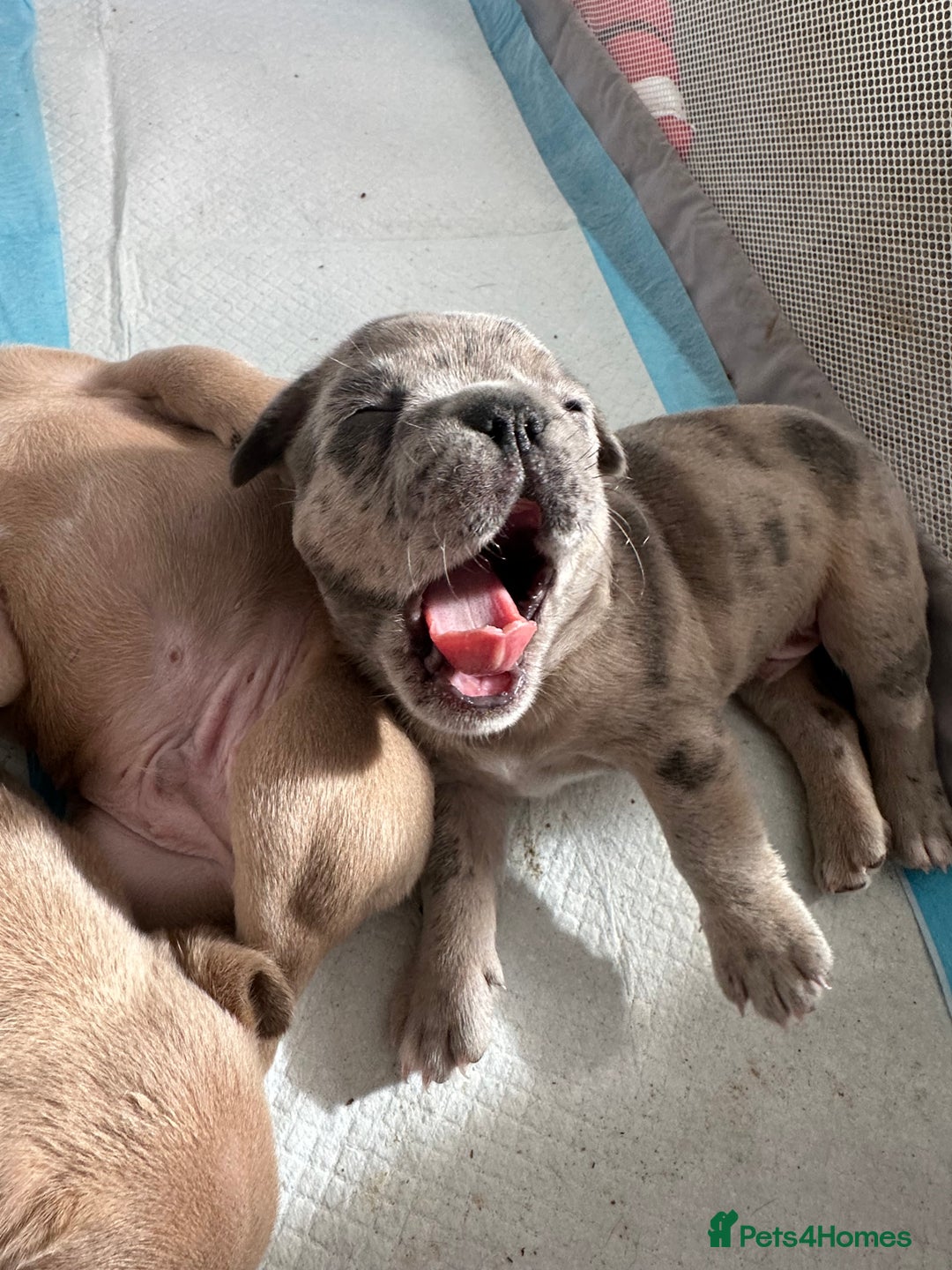 French Bulldog dogs for sale: French bulldog puppies - Image 11