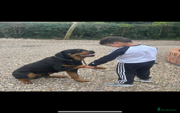 Rottweiler dogs for sale: Rottweiler pups KC Registered + Champ Bloodlines - Image 24