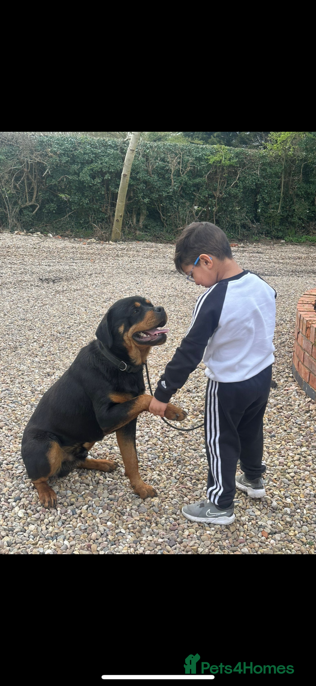 Rottweiler dogs for sale: Rottweiler pups KC Registered + Champ Bloodlines - Image 24