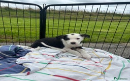 Border Collie dogs for sale: Ready to go! Beautiful Border Collie pup in Haverfordwest - Image 15