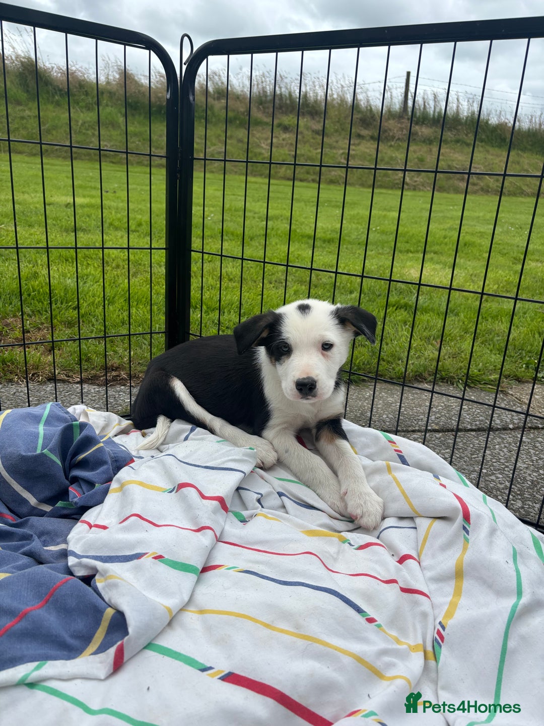Border Collie dogs for sale: Ready to go! Beautiful Border Collie pup in Haverfordwest - Image 15