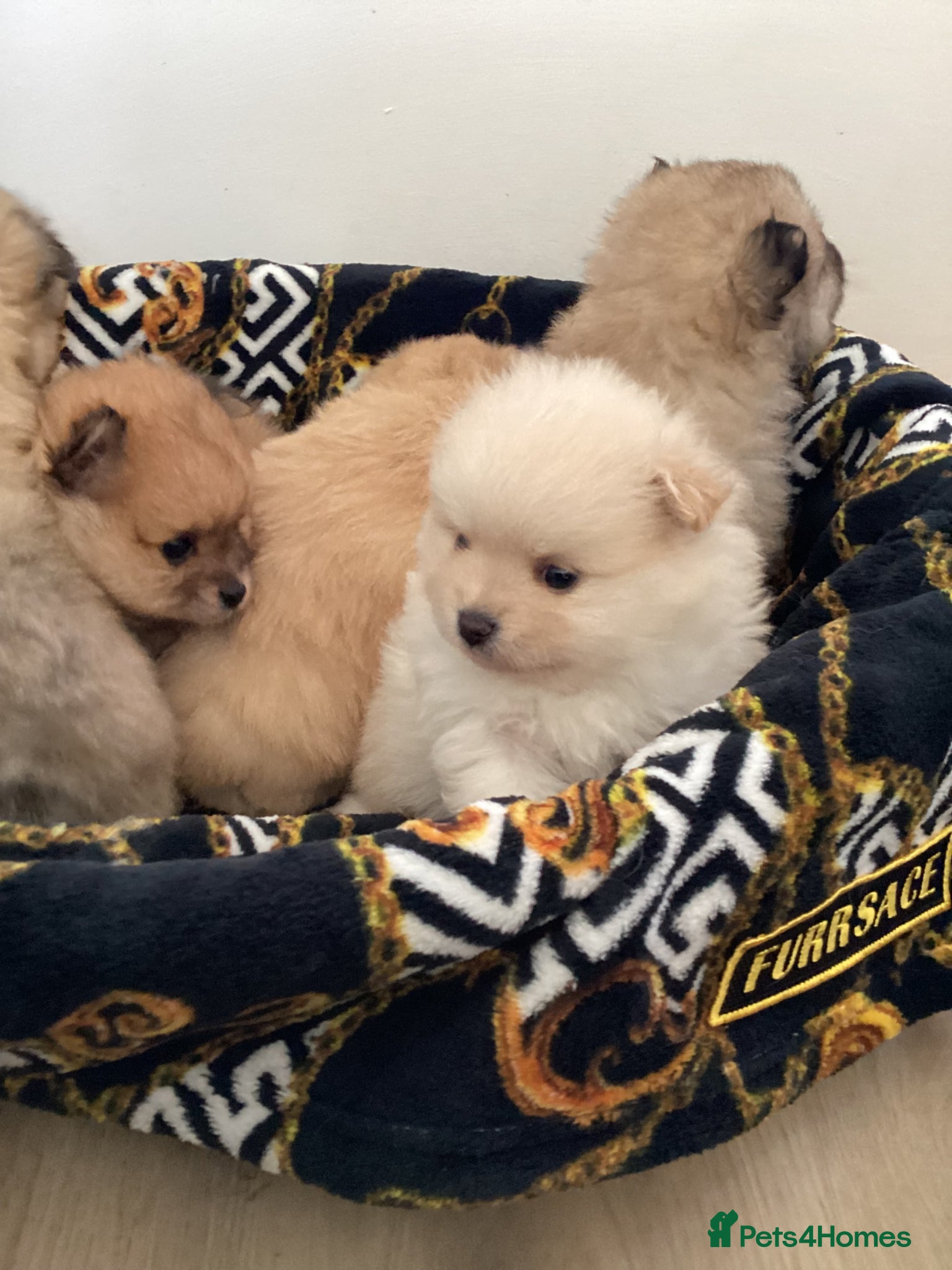 Pomeranian dogs kc reg top quality teddy Pomeranian pups  - Advert 2