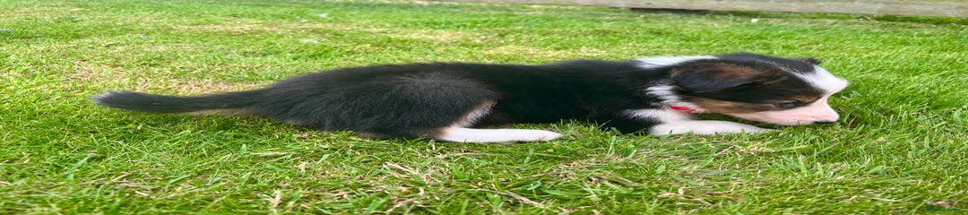 Border Collie Puppy 3