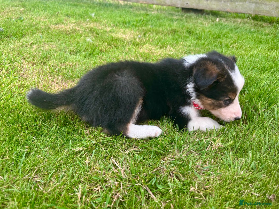 Border Collie dogs for sale: Beautiful Border Collie pups for sale  - Image 7