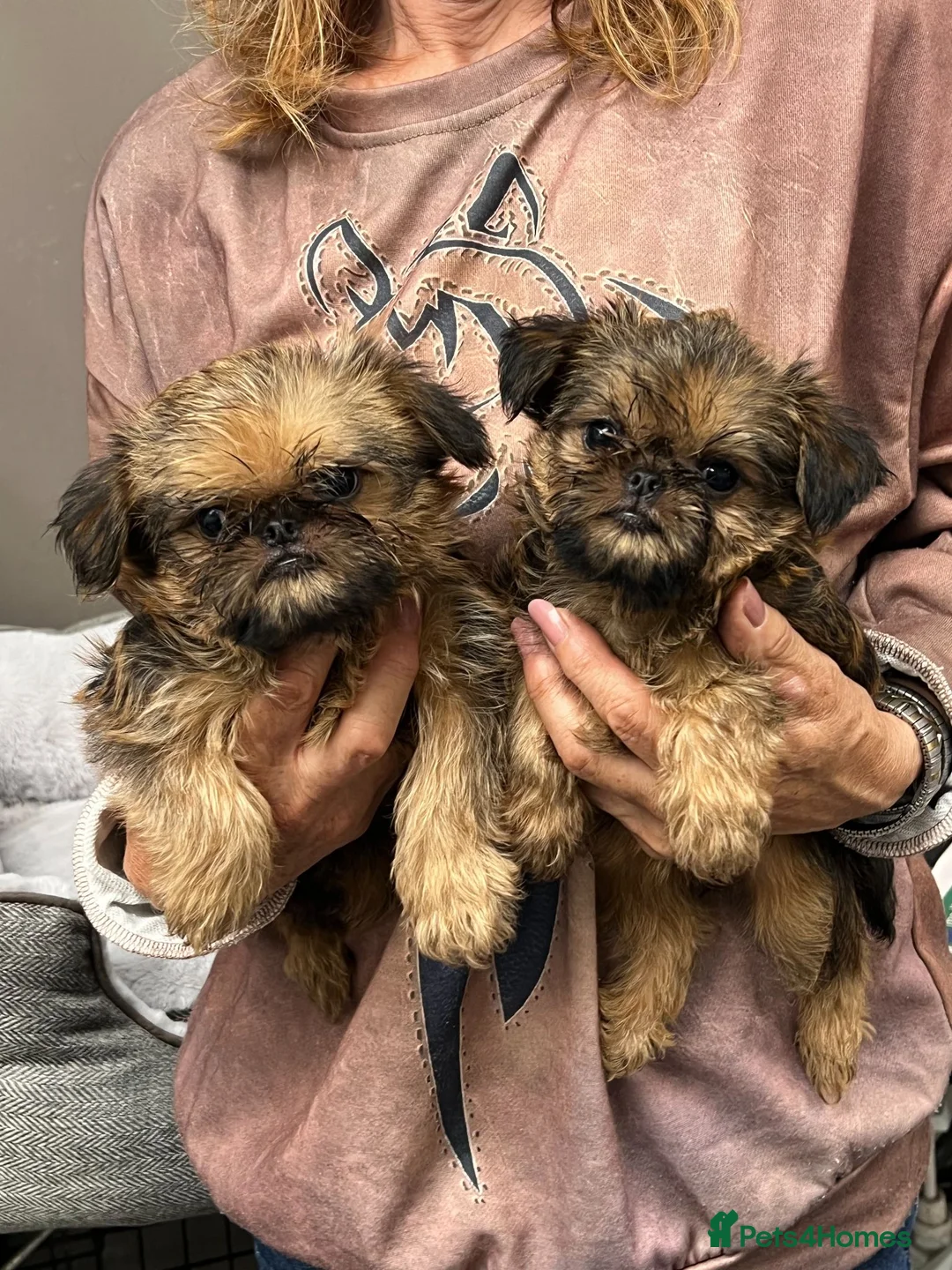 Griffon Bruxellois dogs for sale: Top Quality KC Reg Rough Coated Griffon Bruxellois - Advert 2