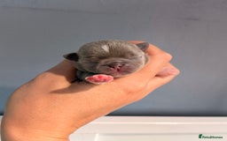 Chihuahua dogs for sale: 🩷Chihuahua puppies Thai genes🩷 - Image 12