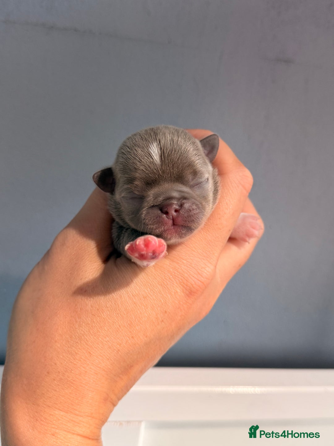 Chihuahua dogs for sale: 🩷Chihuahua puppies Thai genes🩷 - Image 12