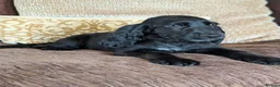 Cocker Spaniel dogs for sale: Health Tested KC Reg Showline Cocker Spaniel Pups - Advert 18