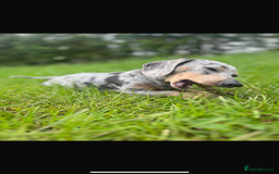 Miniature Dachshund dogs for sale: Beautiful chocolate and tan female  - Image 4