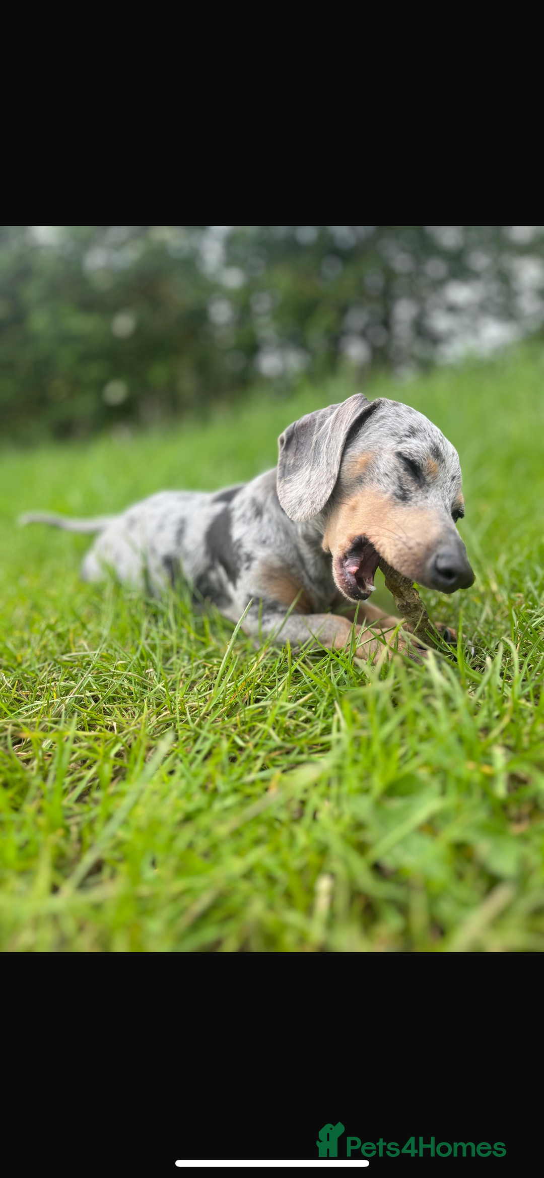 Miniature Dachshund dogs for sale: Beautiful chocolate and tan female  - Image 4