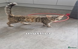 Siberian cats for sale: Siberian/bengal cross - Image 10