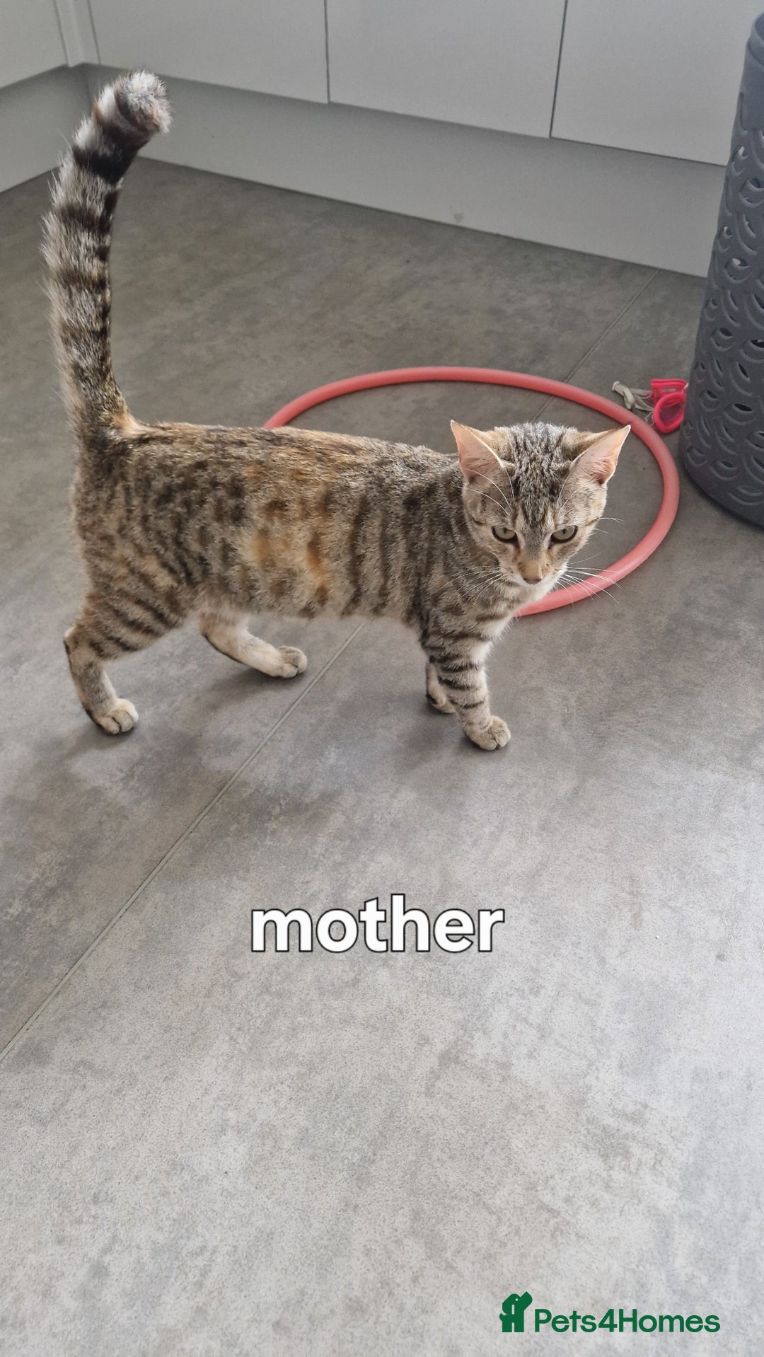 Siberian cats for sale: Siberian/bengal cross - Image 10