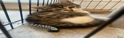 Domestic Shorthair cats for sale: Our beautiful tabby girls  - Advert 7