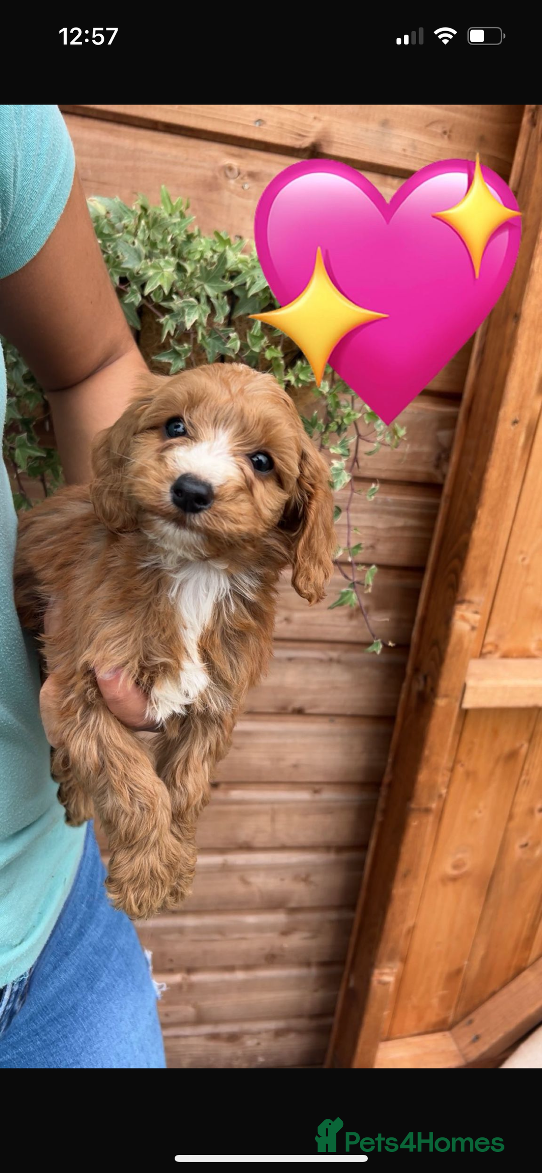 Cockapoo dogs for sale: Cockapoo puppies  - Image 14