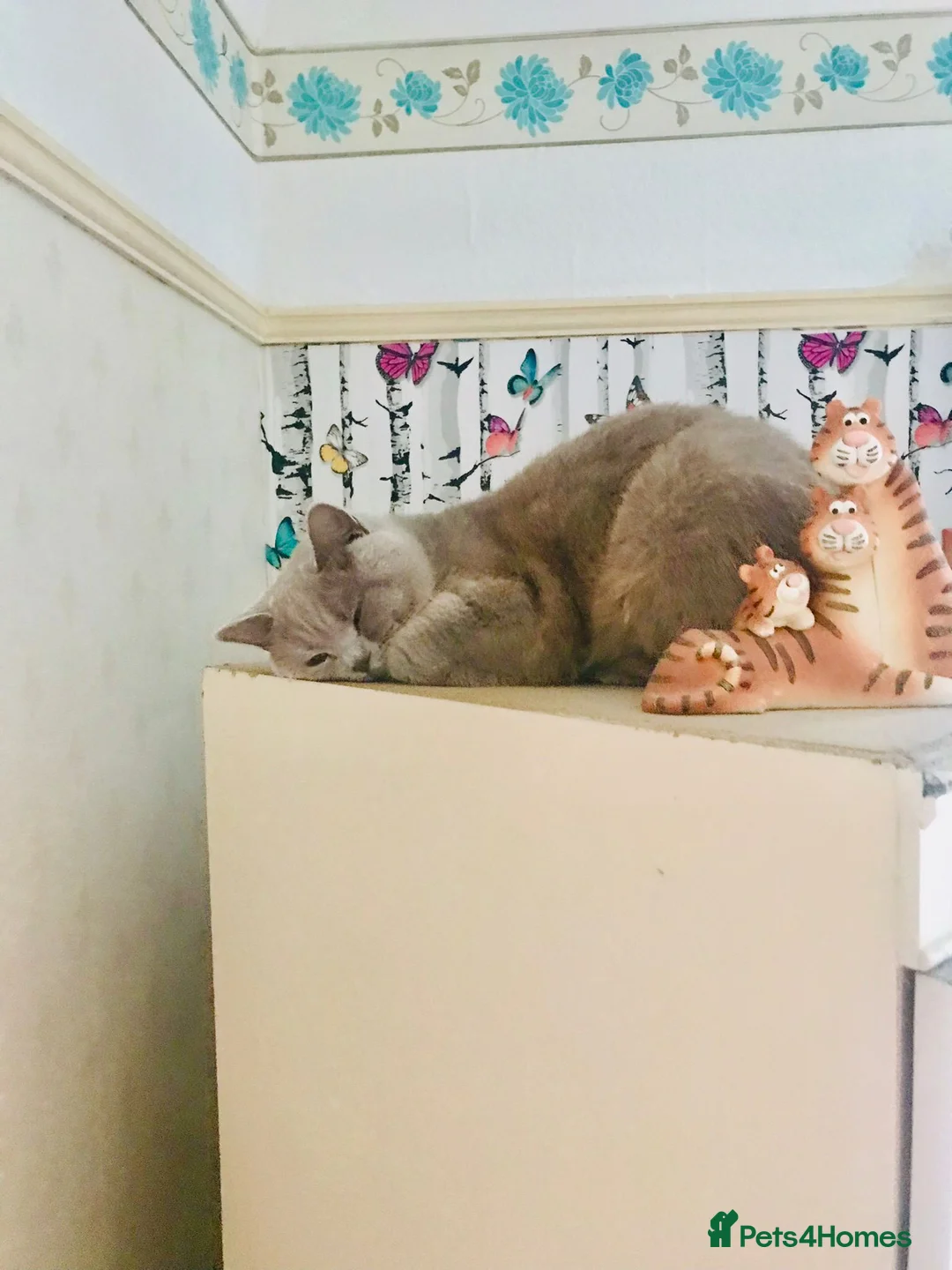 Scottish Fold cats for stud: Scottish Fold (Straight) male for stud in Boston - Advert 6