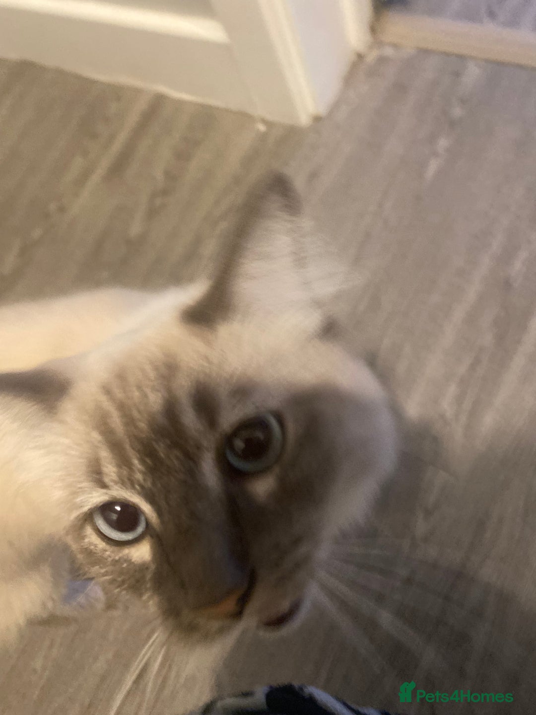 Ragdoll cats for sale: Lovely Ragdoll boy looking for forever home  - Advert 13