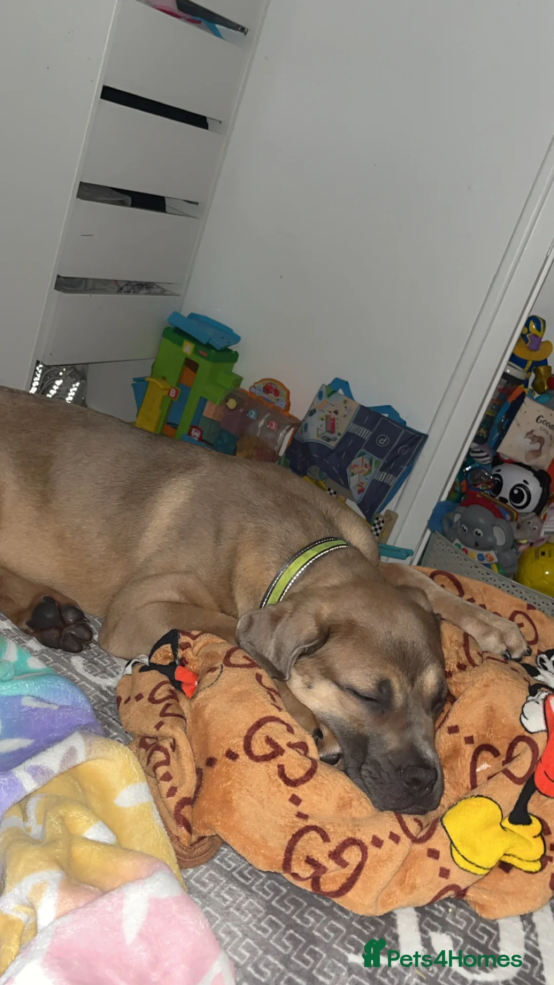 Cane Corso dogs for sale: cane corso pup  - Advert 4