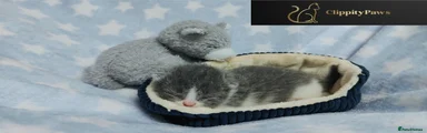 British Shorthair Kitten 2