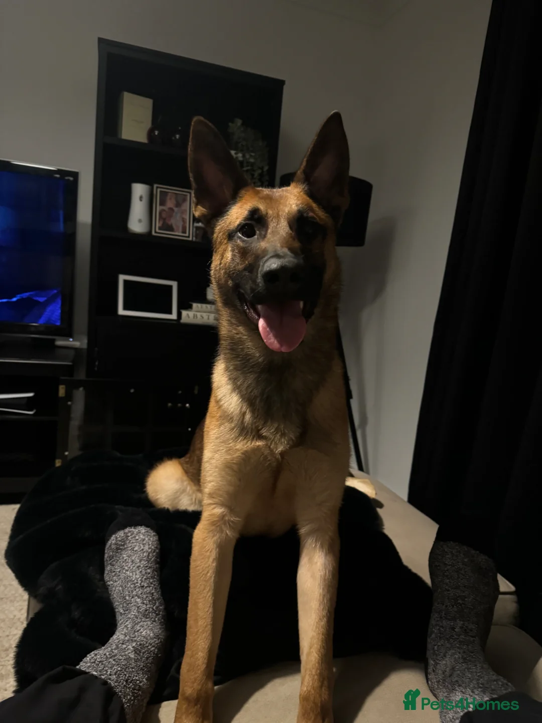 Mixed Breed dogs for sale: Belgian Malinois x czech shepherd  in Durham - Advert 7