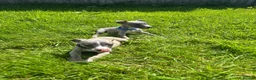 Whippet dogs for sale: Stunning KC registered whippet puppies - Advert 8