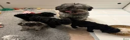 Miniature Poodle dogs for sale: Miniature Poodle Hybrid Puppies for Sale in Whitehaven - Advert 4