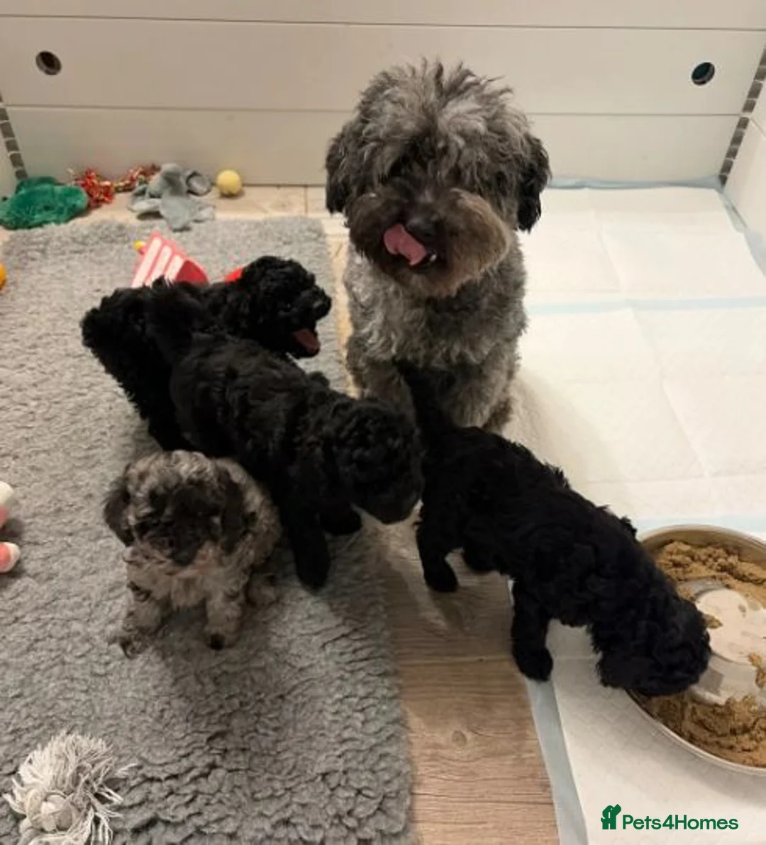 Miniature Poodle dogs for sale: Miniature Poodle Hybrid Puppies for Sale in Whitehaven - Advert 4