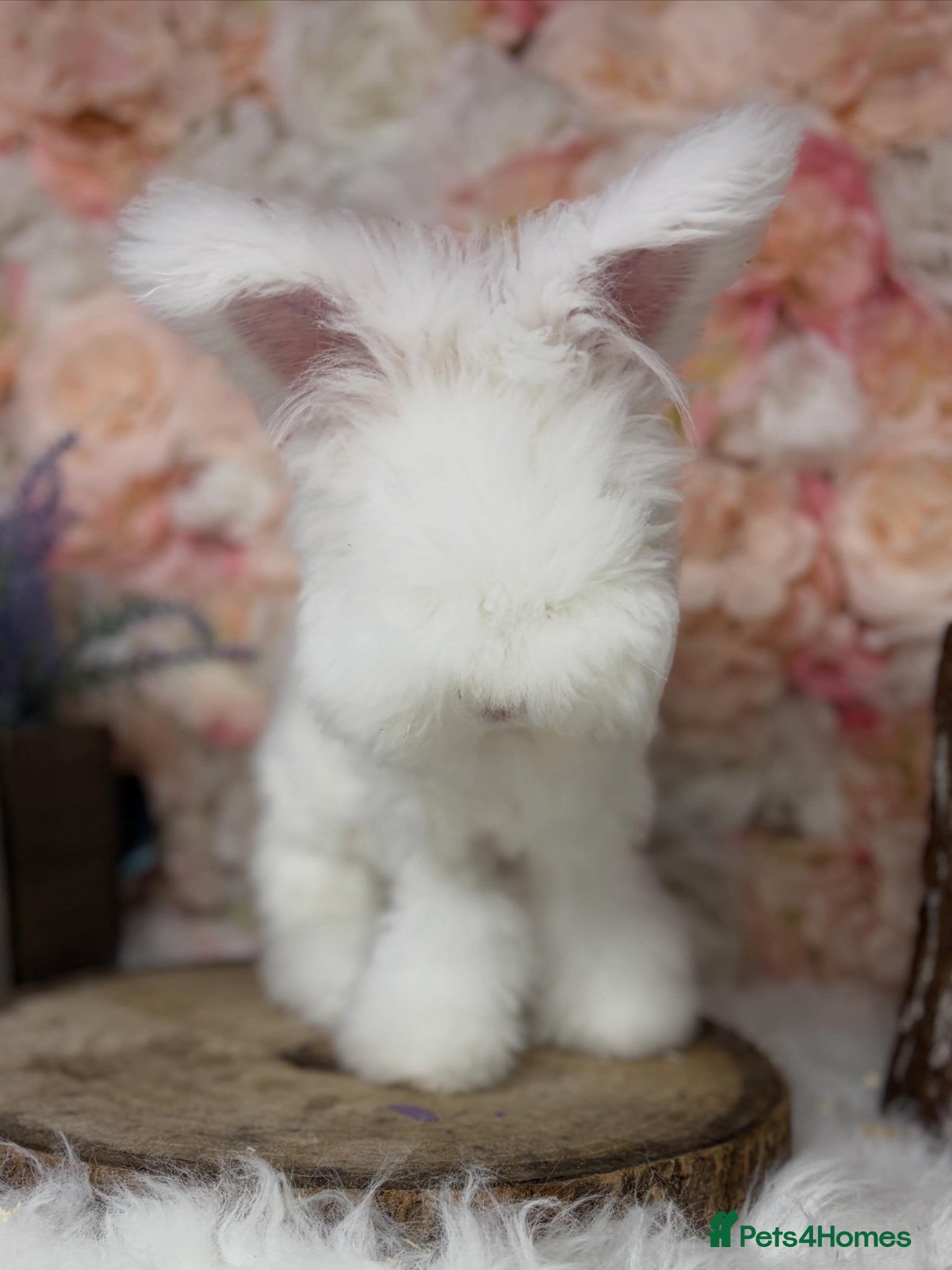 Angora rabbits for sale: 🌟 PUREBRED ENGLISH ANGORAS 🌟 - Advert 6