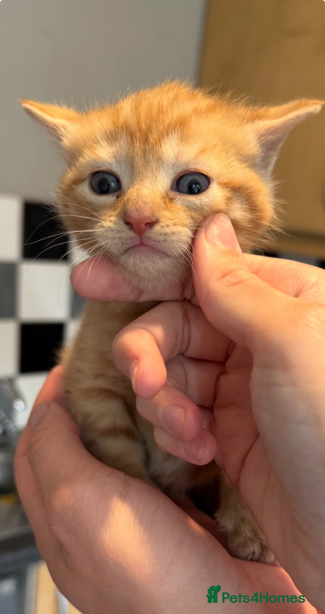 Mixed Breed cats for sale: 3 beautiful little kittens - Advert 16