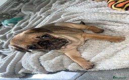 Pug dogs for sale: PUG PUPPYS READY TO GO !!!! - Advert 10