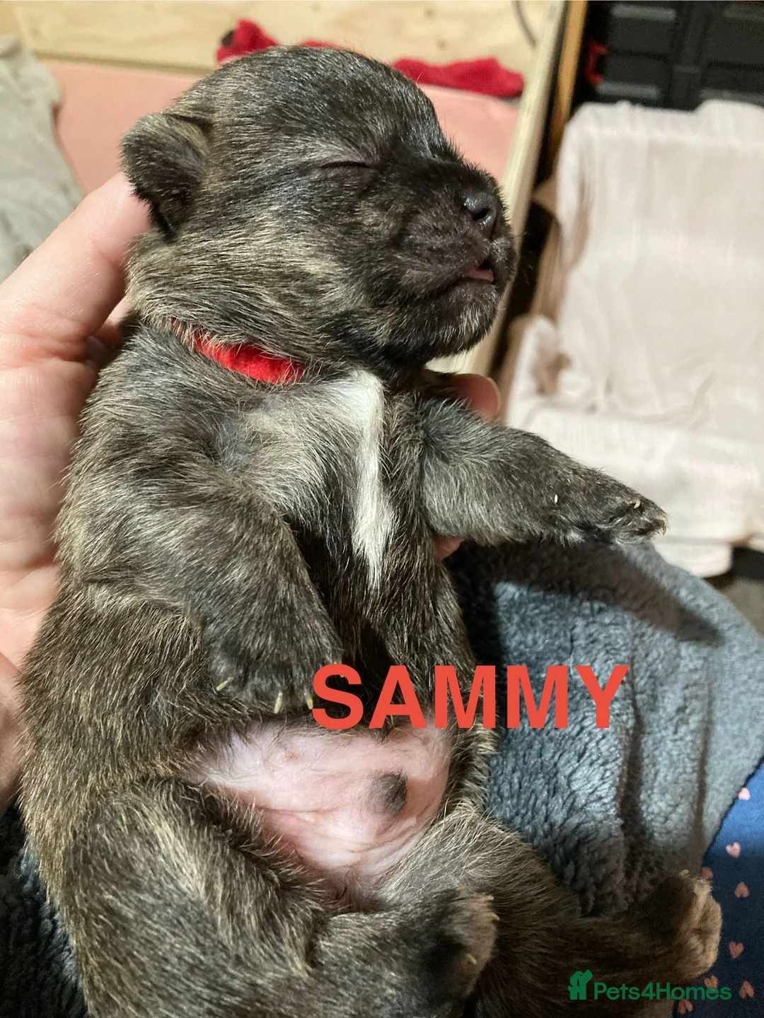 Mixed Breed dogs for sale: Puppies in litter are 8 weeks old. In Essex  - Advert 10