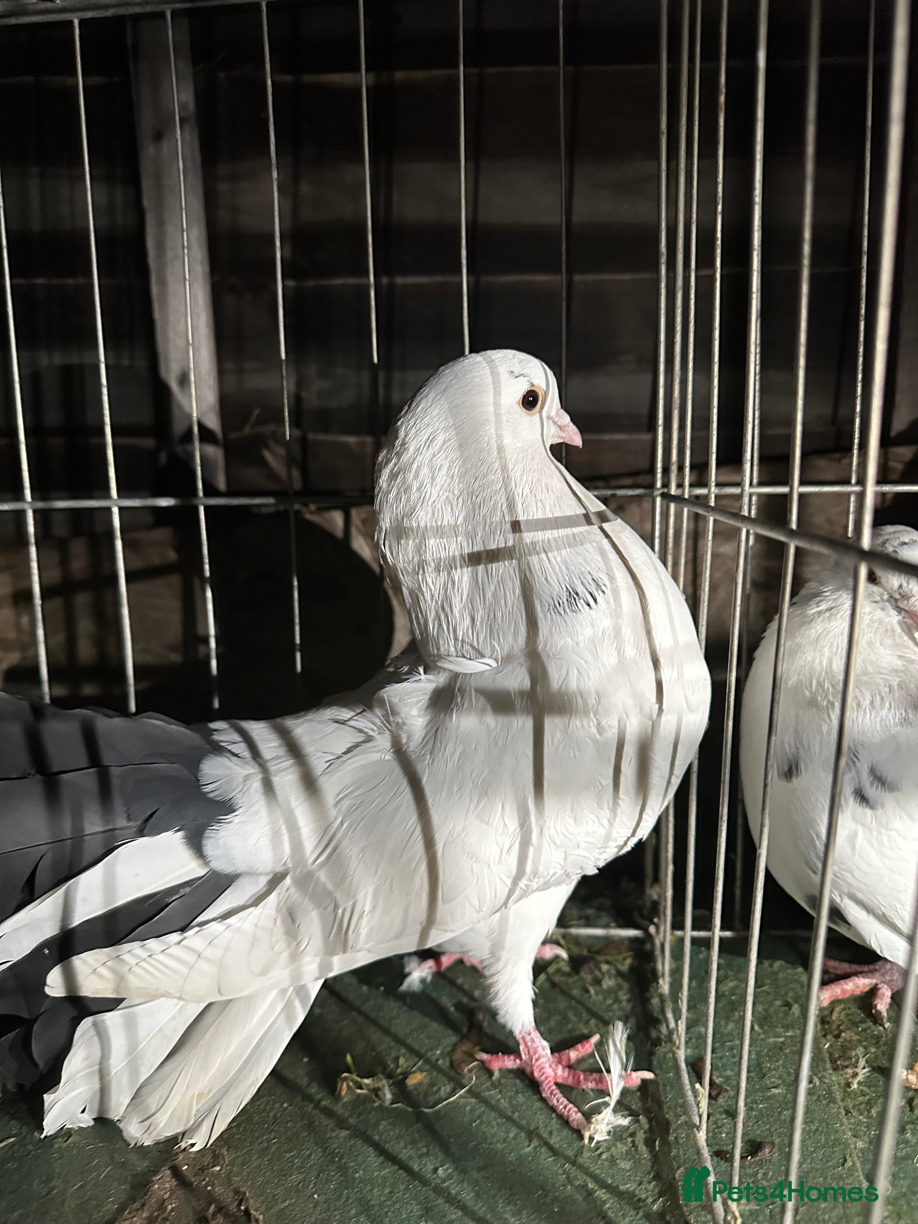 Pigeons birds Pigeons - Advert 1