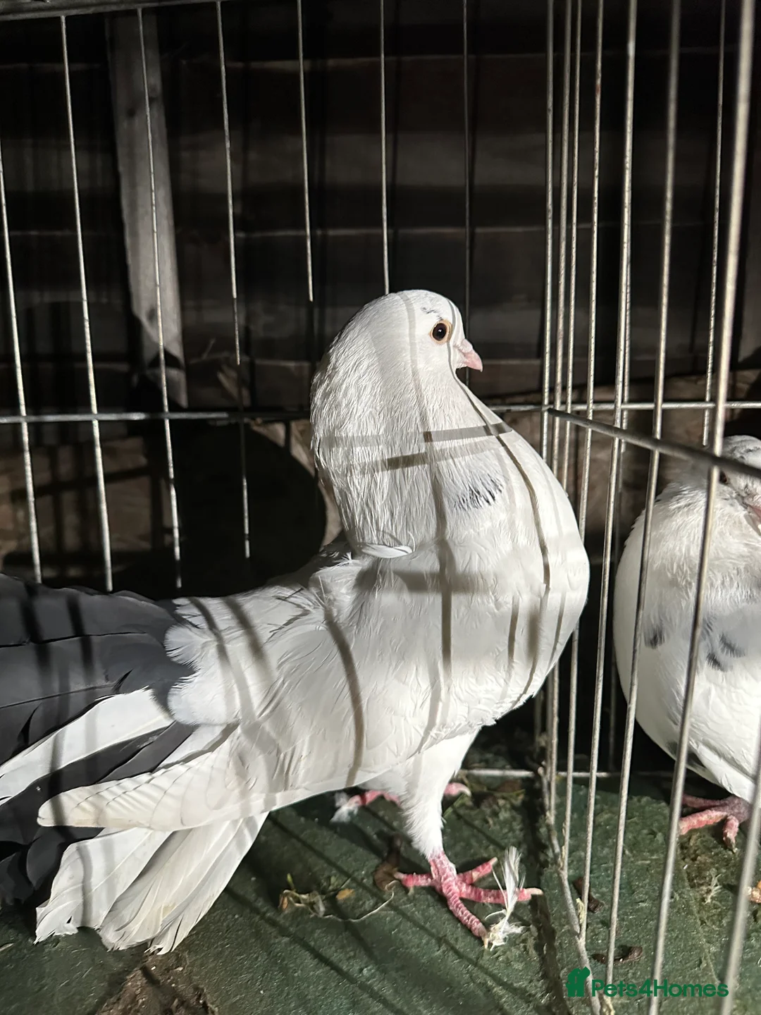 Pigeons birds for sale: Pigeons - Advert 2